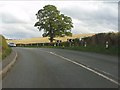 Lone tree on the A44 in HR7 4QQ