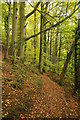 Beech woodland on Pen Hill in GL10 3PR