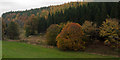 Autumnal trees in shallow valley below A97 in AB33 8RB