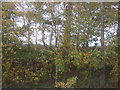 Trees beside Battersby Junction in TS9 6LT