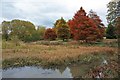 Autumn colour by Sata Pond in YO60 7ET