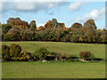 Field and trees near Leatherhead in KT22 8FD