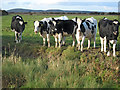 Cattle on Ford Common, Berrow in BS24 0HG