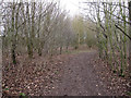 Path through Engineers Wood, Hill Farm in PE27 4UE