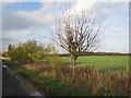 Ash trees on Northlands Road in Glentworth