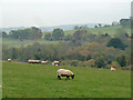 Sheep grazing, Fetcham Downs in KT22 9DS