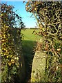 Hedge, stile, footpath in NG17 3BY