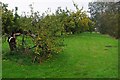 Ancient orchard in PE14 8EN