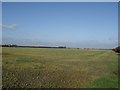 Crop Fields off Broach Road in Navenby & Brant Broughton Ward