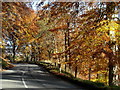 Autumn colour on the A97 near Kildrummy in AB33 8RB