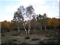 Silver birch trees on Stoke Common in SL2 4EX