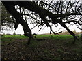 A fallen willow tree on the edge of boggy pasture in CW10 9JQ
