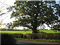 Ancient oak in Rilshaw Lane in CW7 3PF