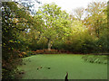 A green pond, Great Bookham Common in KT22 9SH
