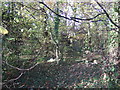 Woodland off Newham Way in TS8 9HJ