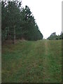 Forest Track in IP28 6QE
