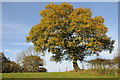 Oak tree in autumn colours in NP25 4DT
