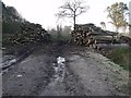 Log Piles at Welton Low wood in Welton Le Marsh