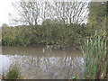 Field Pond at Grange Farm in Winsford Swanlow Ward