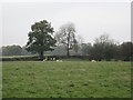 Footpath through sheep grazing meadow to Shaw's Wood in CW7 1TR