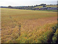 Barley field near Brook Farm in DE55 7LQ