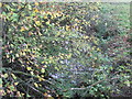 The Wettenhall Brook upstream from Brookside Bridge in CW7 4DG