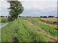 Footpath along Soham Lode in East Cambridgeshire District