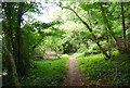 Sussex Border Path in Little Torberry Plantation in GU31 5PB