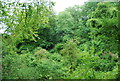 Woodland on Torberry Hill in GU31 5PB
