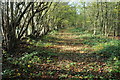 Footpath through a coppice in NP25 4DT