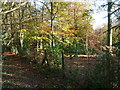 Autumn colours on the edge of Slade Wood in TN21 0XL