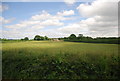 View to Ireland's Farm in TN33 0RZ