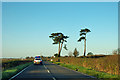 Pines by Hailsham Road in BN24 5BU
