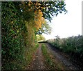 Track off Sheepleaze Lane in RG20 7JP