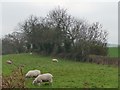 Grazing lowland sheep in YO13 0DD