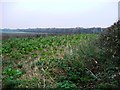 Nettles and crops at the edge of a field in YO13 0BJ
