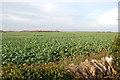 Oil Seed Rape Field near Signet Hill in OX18 4JE