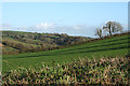 Yealmpton: towards Allercombe Wood in PL8 2JZ