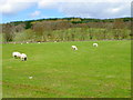 Sheep near Ballinluig in PH9 0NF