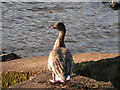 Pink-footed Goose, Ennerdale Water in Cleator Moor East and Frizington Ward