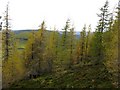Scattered larches , Ben Newe in AB36 8TR