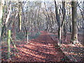 Path in Scotts Wood in CM3 6RG
