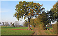 Oak, footpath marker, farm track in CM8 3XL