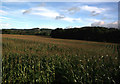 Cornfield, near Hinton, Peterchurch in HR2 0SL