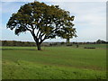 Oak tree beside the Macmillan Way, Beverston in GL8 8TT