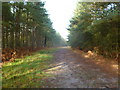 Ringwood Forest, forestry track in BH24 3FN