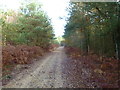 Ringwood Forest, bridleway in BH24 3QD