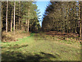 Forest track in Lynford