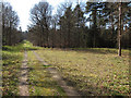Track through Thetford Forest in IP27 0TE