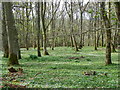 Woodland floor, Croft Wood in PH10 6SW